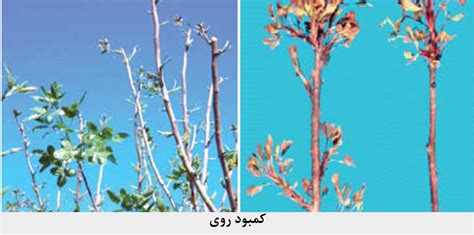 علائم کمبود برخی ازعناصرغذایی مورد نیاز درختان پسته انجمن پسته ایران