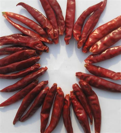 Chiles secos are similar but a bit bigger than chiles de arbol. China Dried Chile De Arbol Sin Cavo - China Hot Chili ...