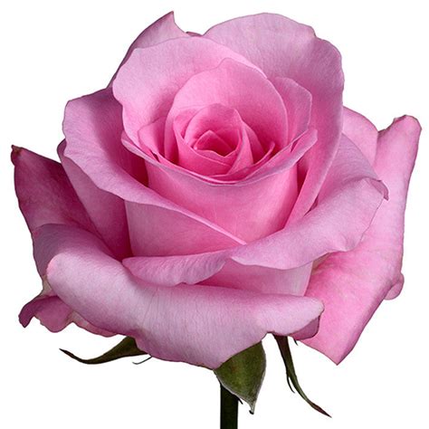 Light Pink Roses Blushing Akito Roses