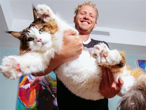 Nycs Biggest Cat Samson Is A 4 Foot 28 Pound Brooklynite Ourbksocial