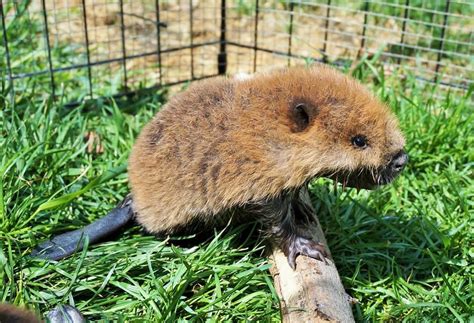 Adorable Newborn Beavers Given Second Chance Thanks To Saskatchewan