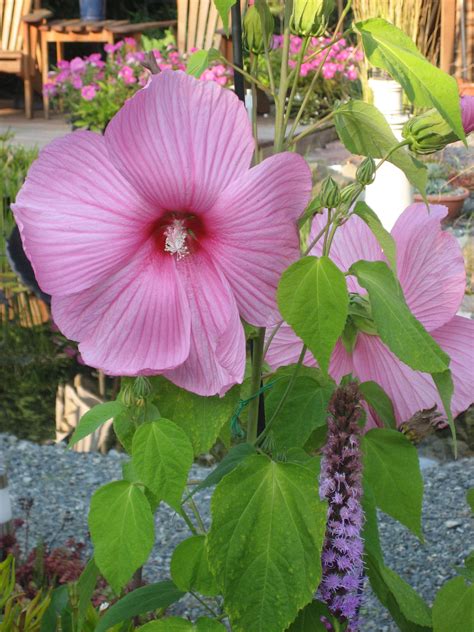 Rose Mallow Hibiscus. Looks so tropical with huge blooms but hardy to zone 4. Blooms late summer ...