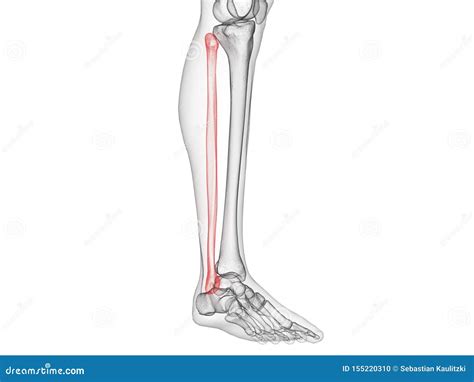 The Fibula Bone Royalty Free Illustration 45382074