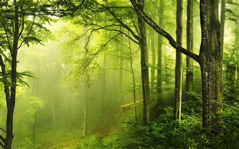 Free Download Beautiful Green Forest Nature Wallpaper Deskto 5336