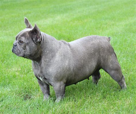 Adult English Bulldog Sires and Dams | Huskerland Bulldogs | Best Prices