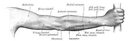 Armpit Anatomy Term