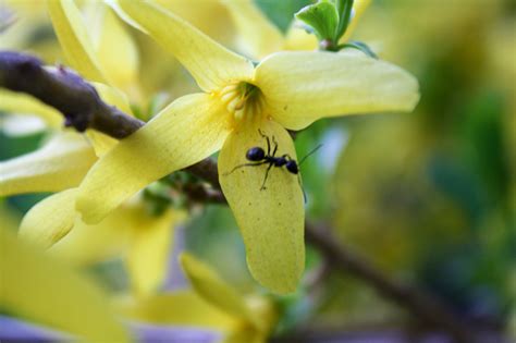 Forsythia Friend | Plants, Forsythia, Insects