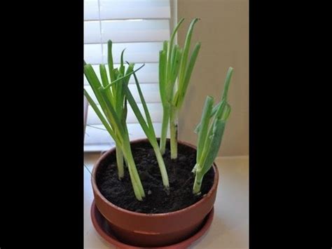 Maintain 1 1/2 to 2 inches of spacing between each onion set or bulb. hqdefault.jpg
