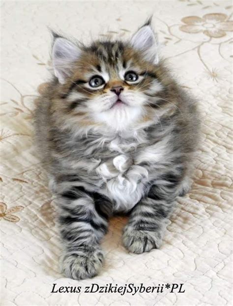 Join millions of people using oodle to find kittens for adoption, cat and kitten listings, and other pets adoption. Pin on Maine Coon Cat