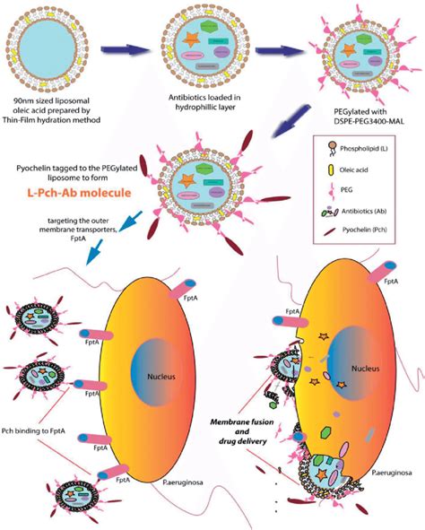 Scheme Illustration Of Bactericidal Activity Of PEGylated Pyochelin Download Scientific