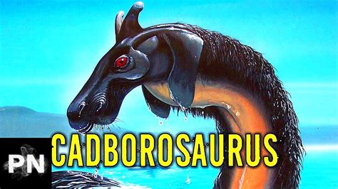 Cadborosaurus Cryptid Campfire Video Podcast Youtube