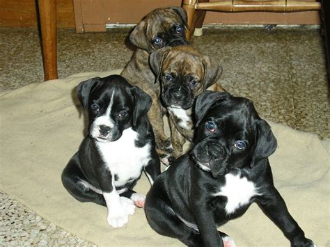 Black And White Boxer Puppies For Sale