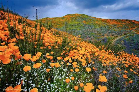 Breathtaking Photos Of Californias Super Bloom