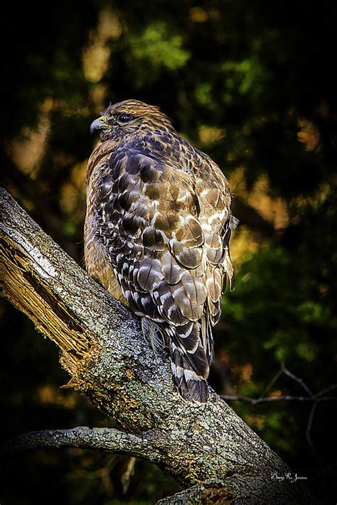 Red Shouldered Hawk 2 Photograph By Barry Jones Fine Art America