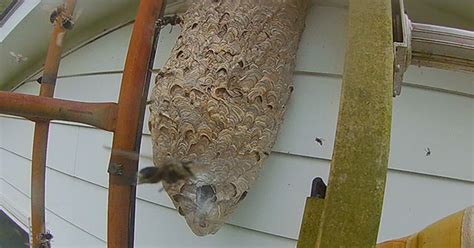 Hornet's nest is often used to merely used to describe a determined gathering point for a conglomerate of beings one has deemed as an opponent. Nope. Nope. Nope. Guy Takes out Massive Four-Foot-Tall Hornet Nest - Wtf Video | eBaum's World