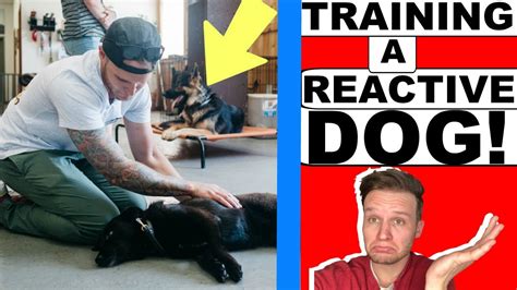 Dog Reactivity Training Purely Positive Vs Balanced Training Youtube
