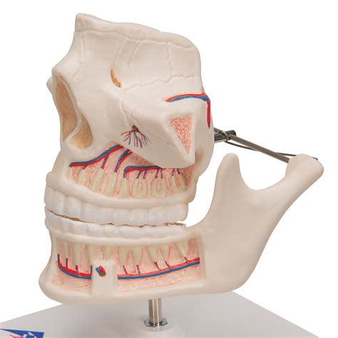 juguete graduado Petición anatomia de la dentadura junto a fluctuar Macadán