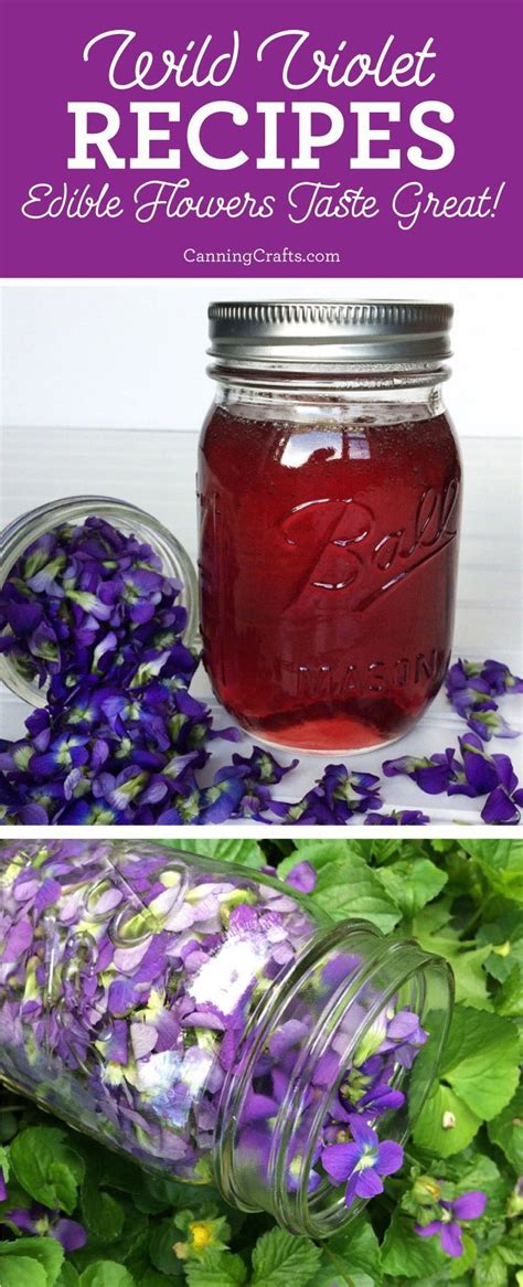 They adorn gardens and attract butterflies deer resistant: Wild Violet Recipes: Foraged Edible Flowers Taste Great ...