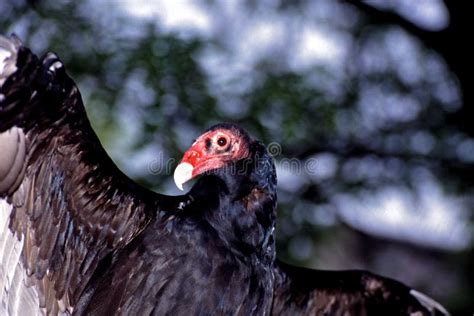 Turkey Vulture Close Up 44135 Stock Photo Image Of Madison Captive