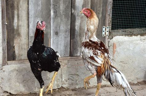 Roosters Saved From Life In The Cockfighting Ring In Turkey Daily Sabah