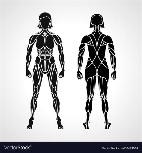 Anatomy Female Muscular System Exercise And Vector Image