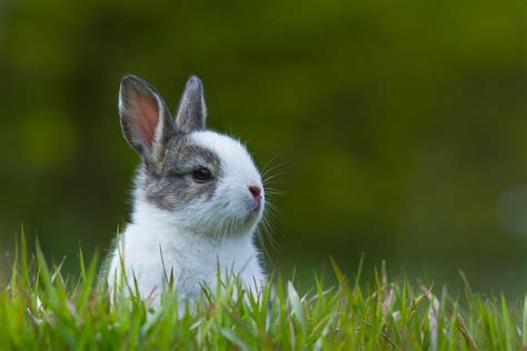 Watch Out For Baby Rabbits The Next Time You Mow Your Lawn Cottage Life