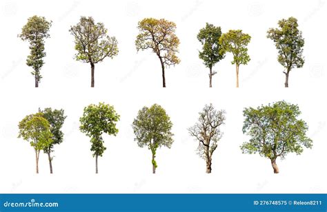 Collection Of Trees Isolated On White Background Stock Image Image Of