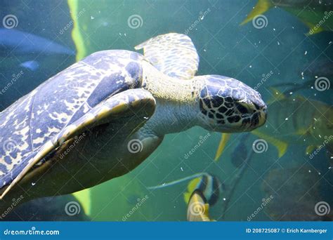 Giant Sea Turtle In An Aquarium Stock Image Image Of Background Swim