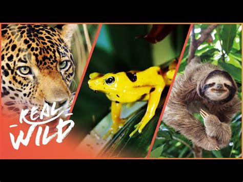 The Tropical Wildlife Of Costa Rica And Panama 4k 1000 Days For The