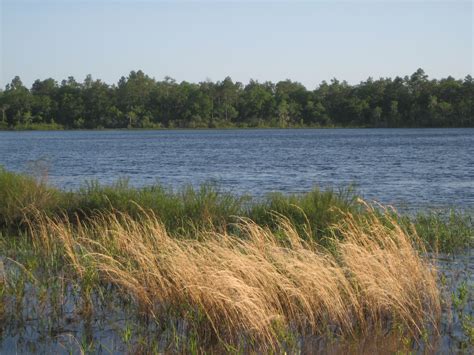 Read about open jobs, employment, hiring process, etc. Camel Lake, Apalachicola National Forest, Florida | San ...