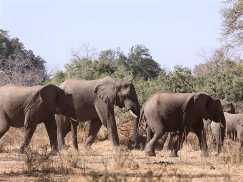 Mwaluganje Elephant Sanctuary Explore254