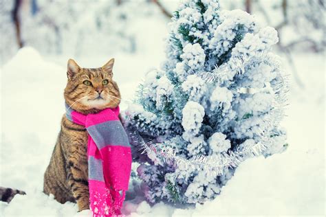 Portrait Of A Cat Wearing Scarf Near Snowy Fir Tree Cat Sitting