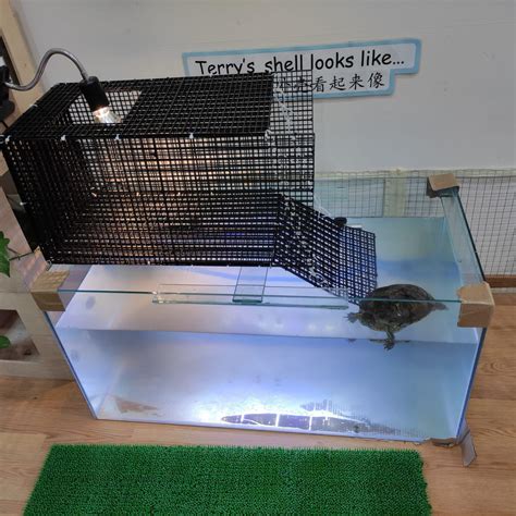 Diy Basking Area For Turtles Pet Supplies Homes Other Pet