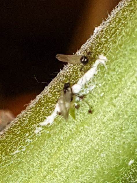 Are These Fungus Gnats Thrips Or Aphids Pics Thcfarmer Cannabis