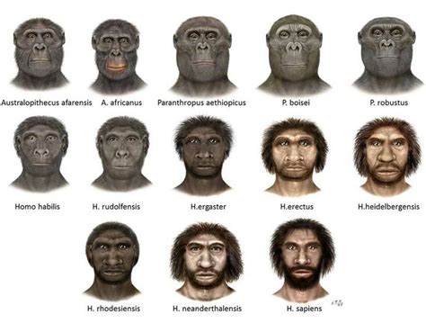 Resultado De Imagem Para H Heidelbergensis Human Evolution Human