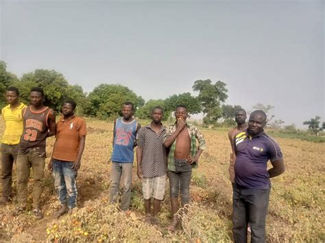 Strange Disease Hits Tomato Farms In Northern Ghana Dailymailgh