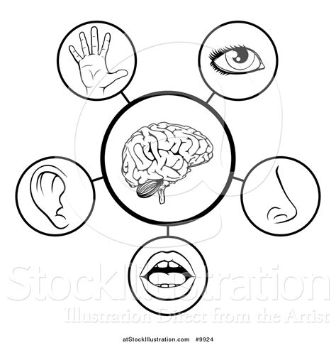 Vector Illustration Of 5 Human Senses Black And White Diagram By