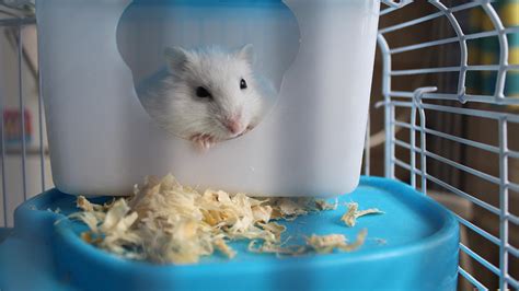 5 Features To Look For To Get The Best Hamster Cage Erin