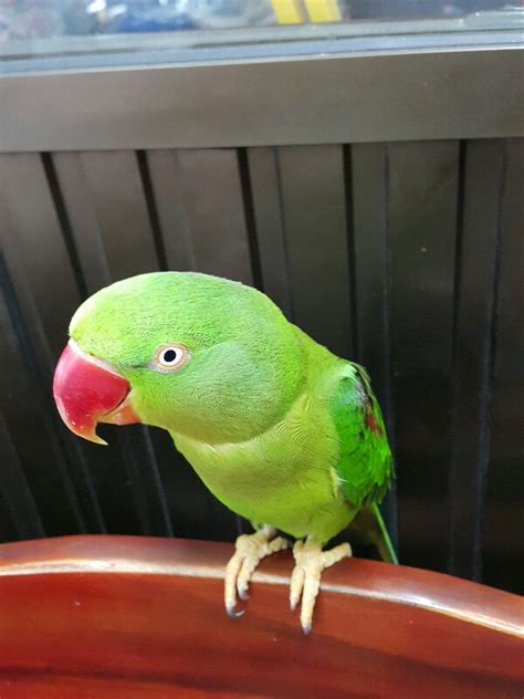 คลายเครียด กันสักหน่อยหลังมีประกาศ ล็อคดาวน์ 10 จังหวัดควบคุมสูงสุด วันนี่ทีมข่าว springได้ลง. ตามหานกแก้วโม่ง หลุดหายไปครับ - Pantip