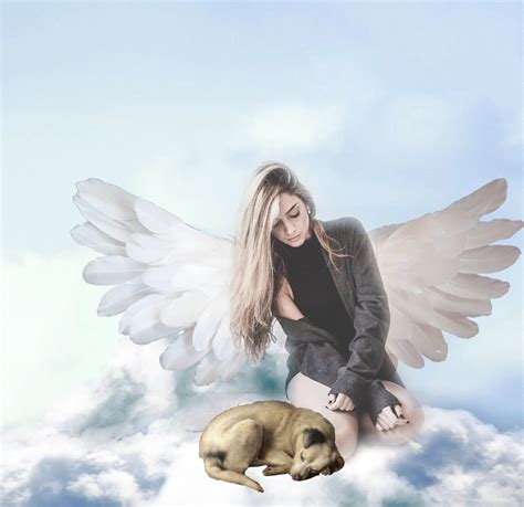 Are There Dogs In Heaven Love Images Dog Heaven Good Night Image