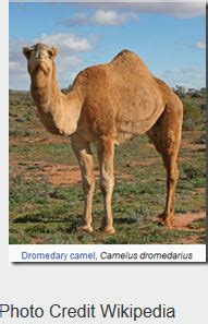 They do not normally give birth prior to the age of 5 years. Avian Flu Diary: EID Journal: Geographic Distribution of ...