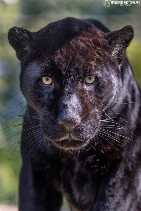 Black Jaguar Zoo Amneville Mandenno Photography Flickr
