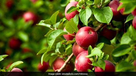 5 Most Popular Fruit Bearing Trees And Their Benefits Ndtv Food
