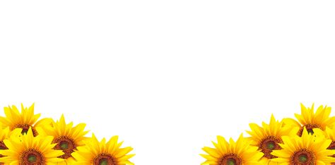 Common Sunflower Petal Download Sunflower Png Download