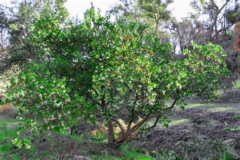 Growing The Strawberry Tree—arbutus Unedo