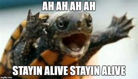Turtle Say What Imgflip