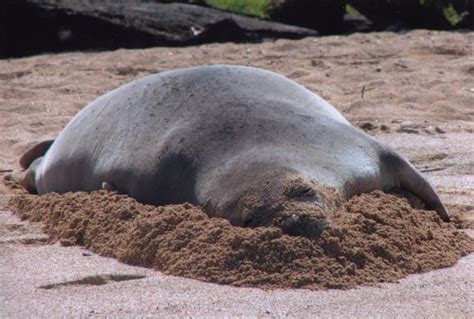 Hawaiian Monk Seal Named Hawaiis State Mammal Hawaii Magazine