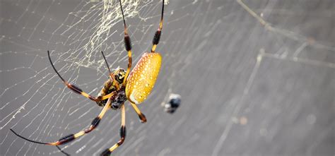 Banana Spiders What You Need To Know Ehrlich Pest Control Blog