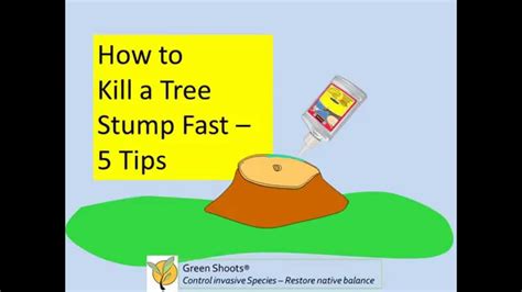 How To Kill A Tree Stump Fast 5 Tips Youtube