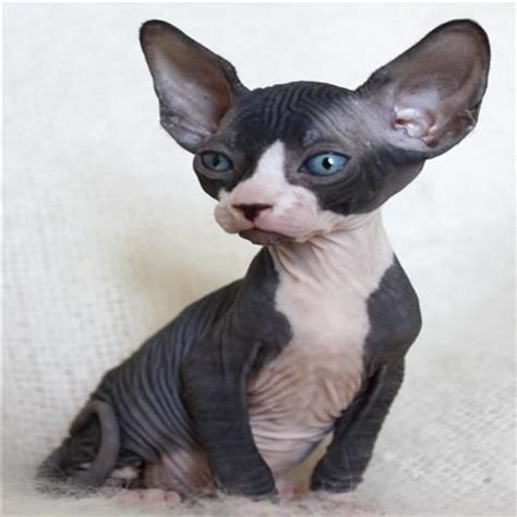 Her owner can no longer keep her because her roommate's cat is. Munchkin Sphynx Cat | for sale by njekopatricia - We have ...